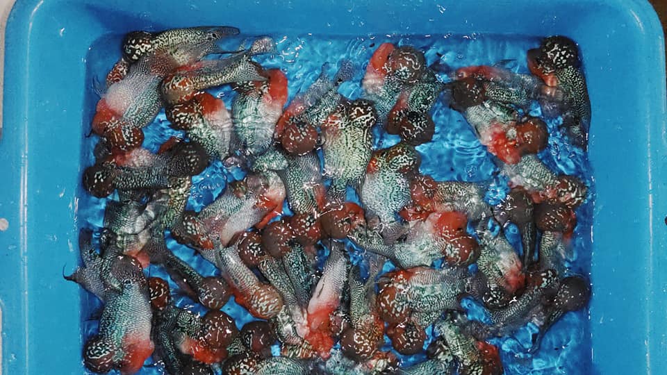 PREMIUM Super Red Dragon Flowerhorn MALE (Direct From Farm)