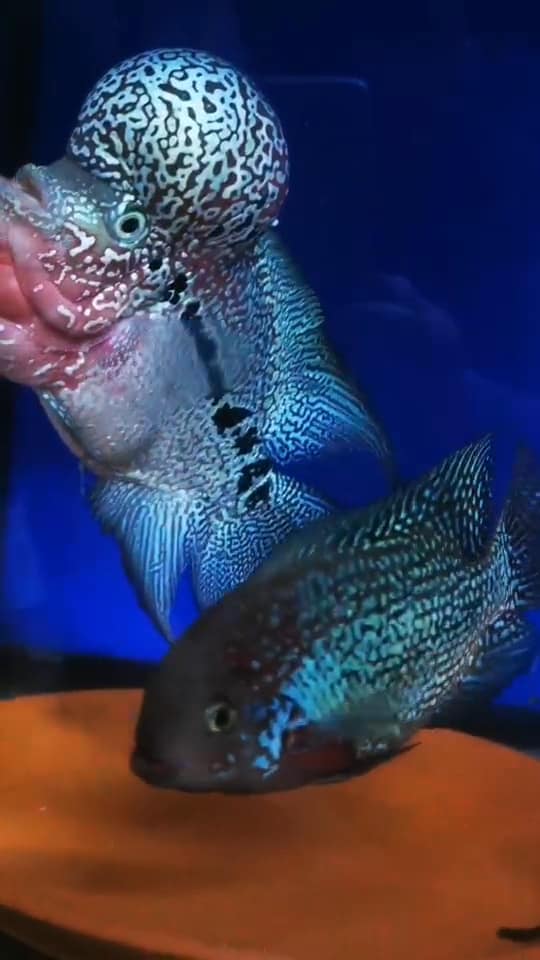 KML Flowerhorn 4"-5" inch PREMIUM (KAMOL) - Direct From Thailand.