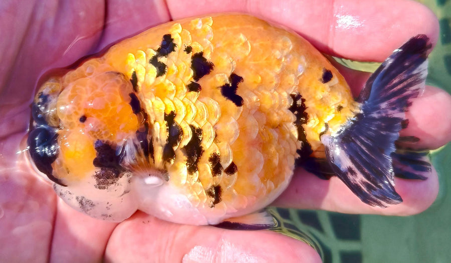 Thai High Quality Large Ranchu Goldfish for Sale – Garage Aquatics