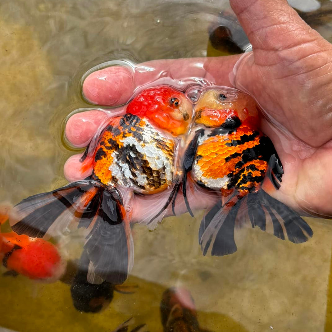 Live Fancy Goldfish Premium Thai Oranda Tiger Pattern (Our Choice)