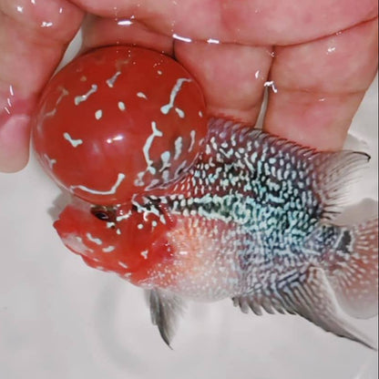 PREMIUM Super Red Dragon Flowerhorn 4" MALE (Direct From Farm)