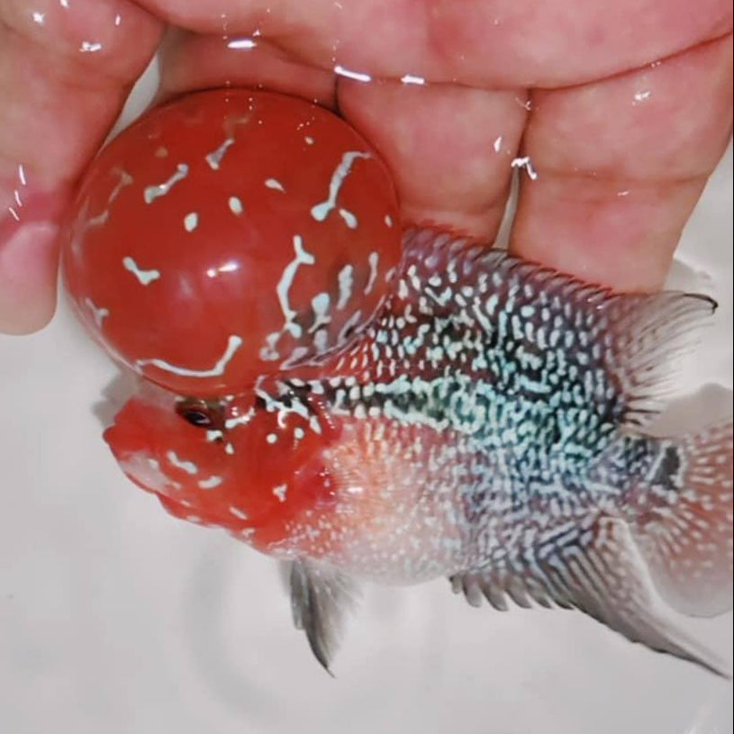 PREMIUM Super Red Dragon Flowerhorn MALE (Direct From Farm)