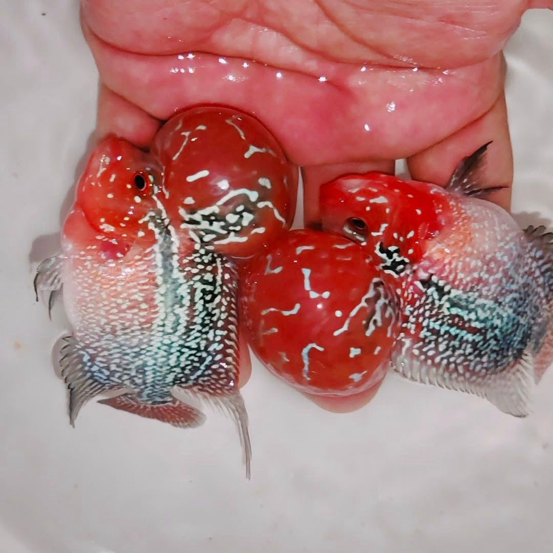 PREMIUM Super Red Dragon Flowerhorn 6" MALE (Direct From Farm)