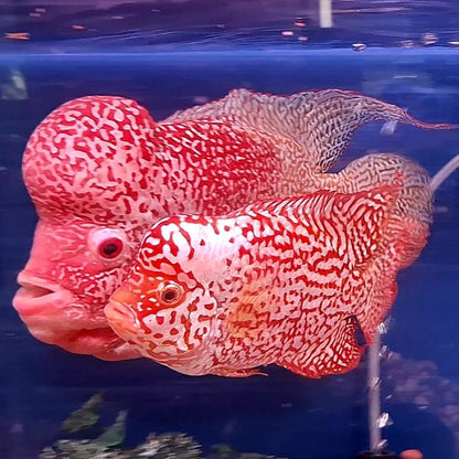 Golden Base Flowerhorn PREMIUM (Direct From Farm)