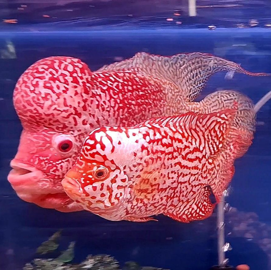 Golden Base Flowerhorn 5" inch PREMIUM (Direct From Farm)