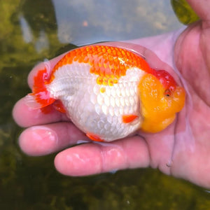 Red and White Dragon Head Thai Ranchu Goldfish, 3" Body (Our Choice)