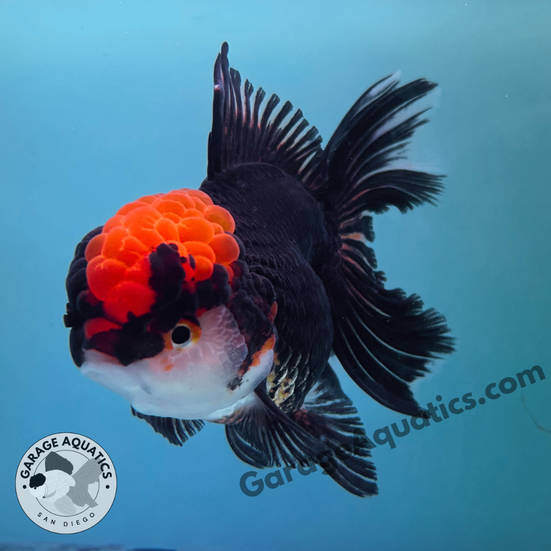 Live Premium Fancy Goldfish Thai Oranda Red Cap Black Body 3.5” body (JC-098)