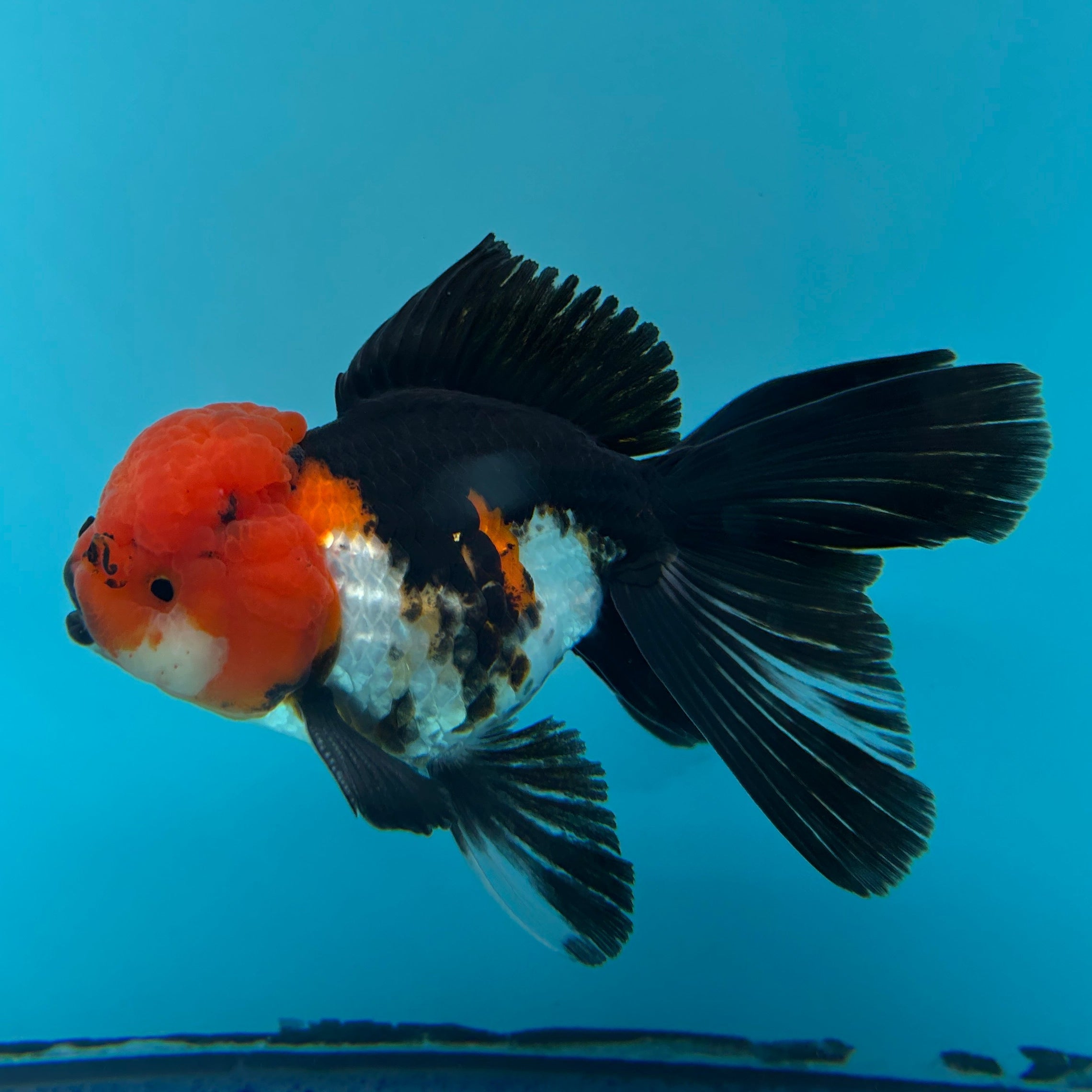 Grade AAA Thai Oranda Tri-Color Lava Head Orchid Strong Body Structure  3.5” Body Male 8 Months (JC-016)