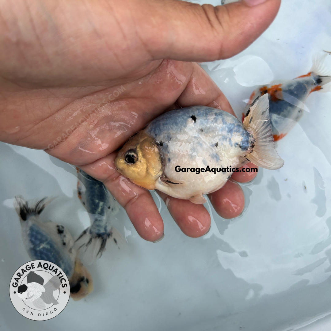 Live Fancy Goldfish Premium Select Our Choice Galaxy Calico Ranchu (Our Choice)