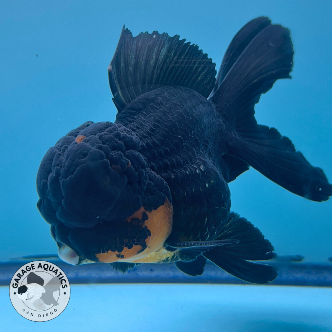 Live Premium Fancy Goldfish Thai Oranda Black & Red Undertone Large Wen Orchid Tail Male 3.5” Body 8 Months