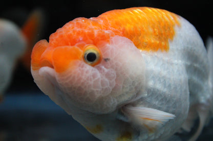 AA Grade Thai Ranchu Red & White  3.5" Body Male 7 Months (R1001)