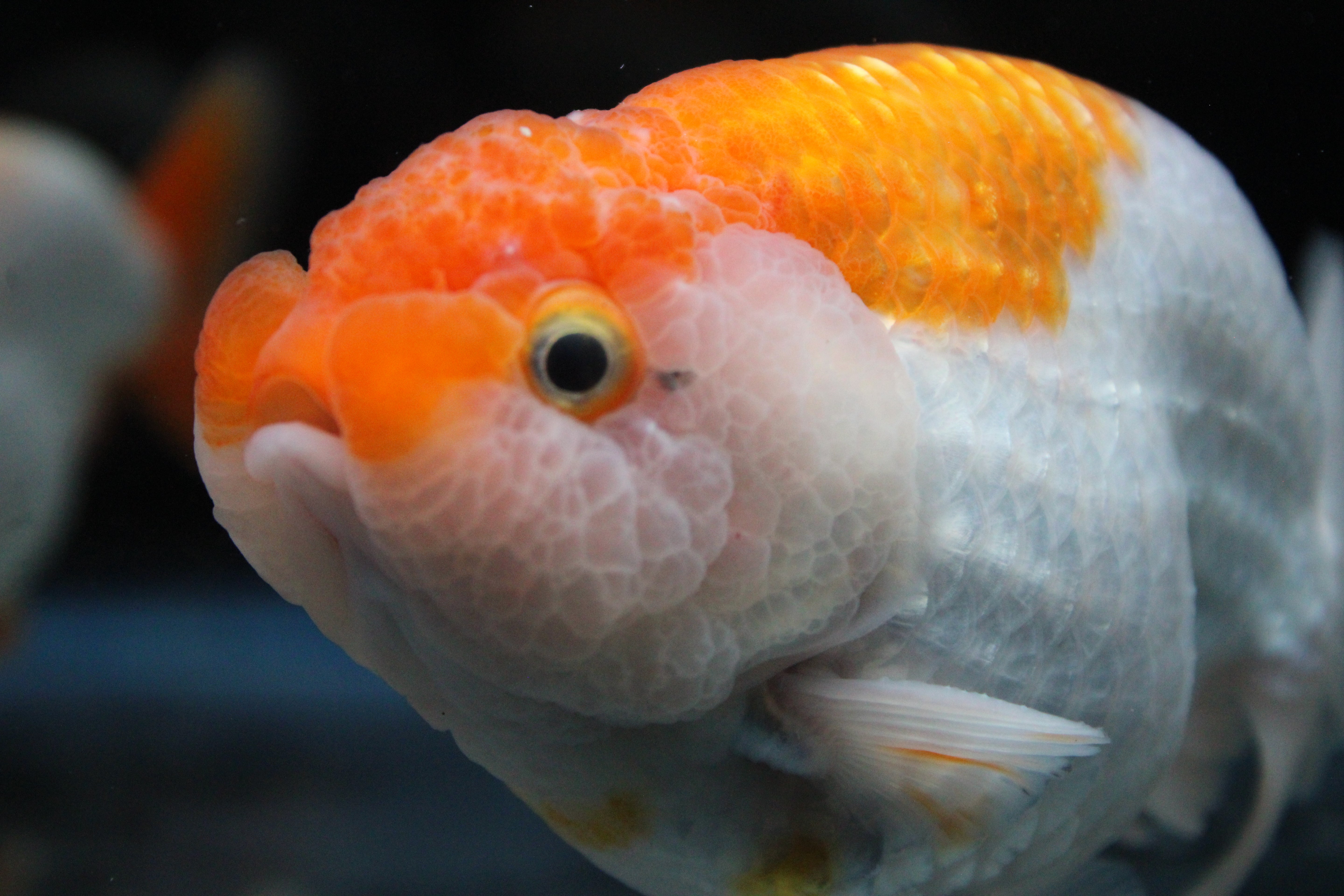 Thai Ranchu Red & White  3.5" Body Male 7 Months (R1001)