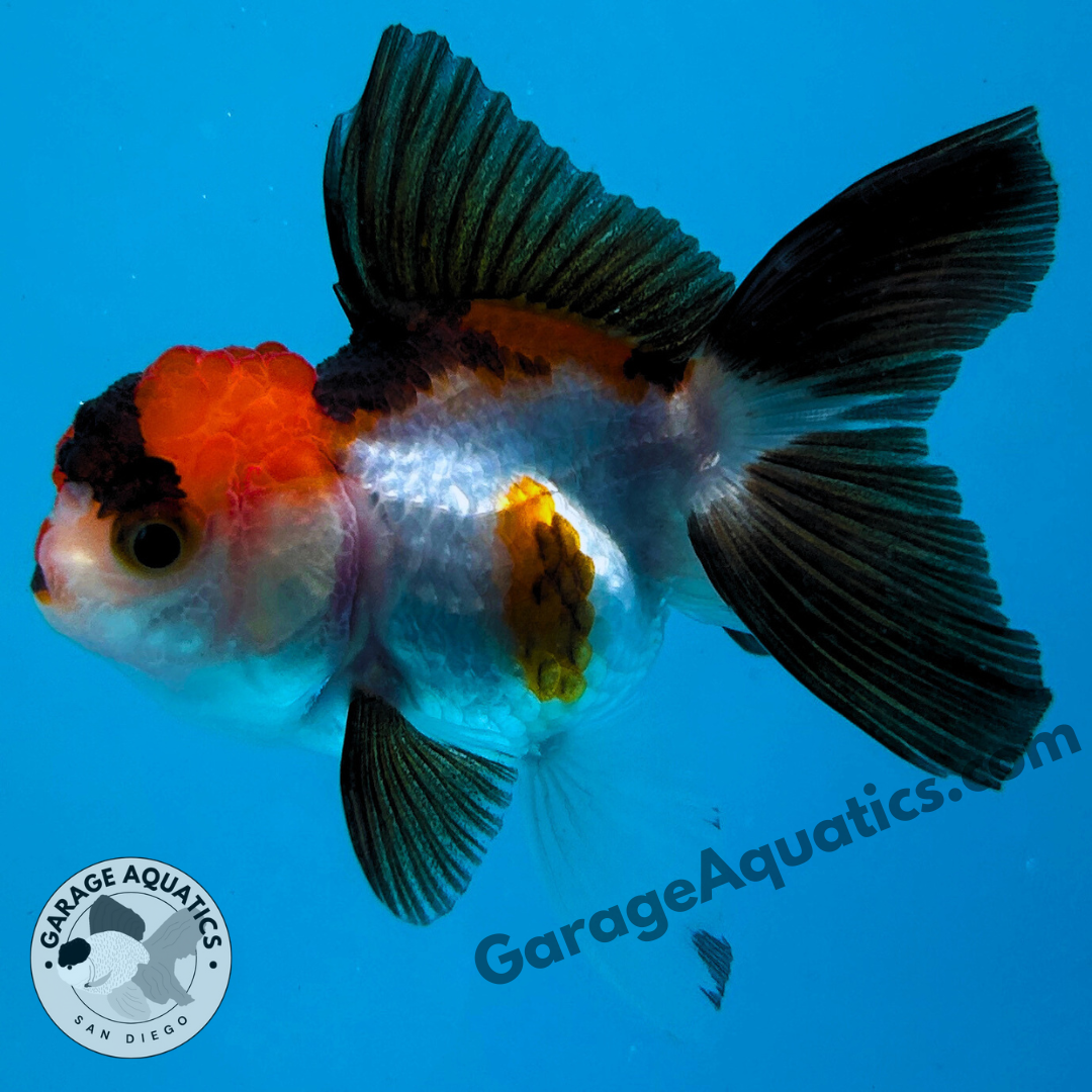 Live Premium Fancy Goldfish Thai Oranda Tri-Color 2" Body 3 Months (JC-104) R1C02