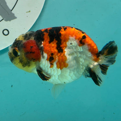 Live Premium Fancy Goldfish Thai Short Tail Lionchu Red Tiger Calico 3" Male Body (DON-007)