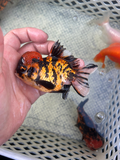 Live Premium Fancy Goldfish Thai Oranda Red Tiger 3” body Male 7 Months (JC-146) BlackTub#2