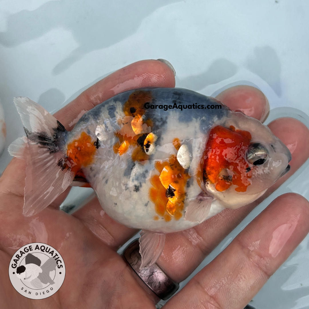 Live Fancy Goldfish Premium Select Our Choice Galaxy Calico Ranchu – Direct from Farm