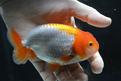 AAA Grade Thai Ranchu Red & White 3.5” Body Male 8 Months (R1002)