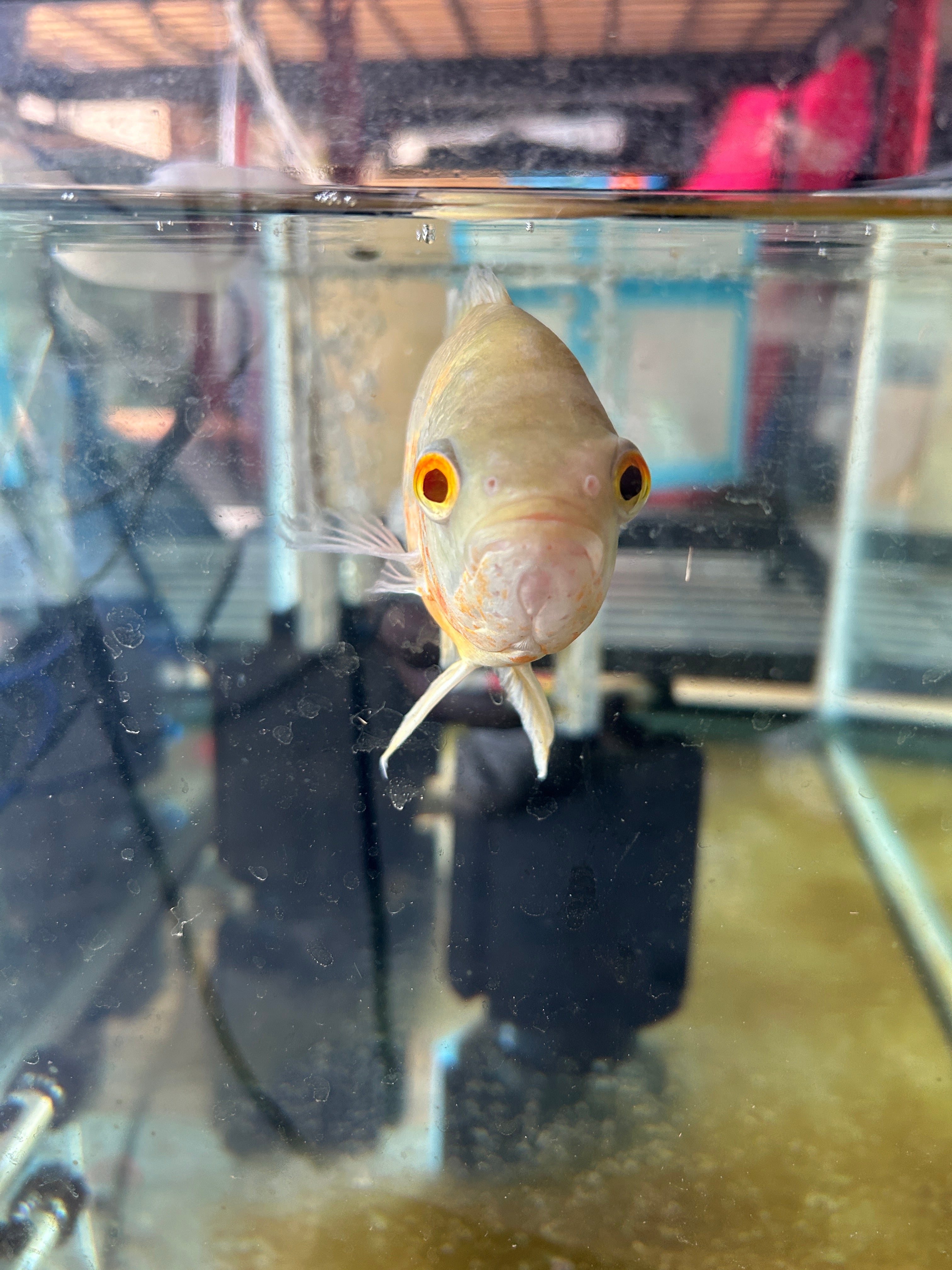 Albino Oscar 5-6 Inch