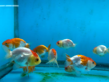 Live Fancy Goldfish Premium Select A Grade Our Choice Mix Color Ranchu 1.5"~2" Inch (JC)