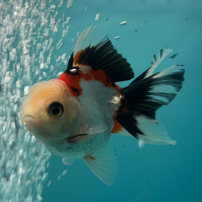 Live Premium Fancy Goldfish Thai Oranda Tri-Color 2.5" Male Body (SAK-005)