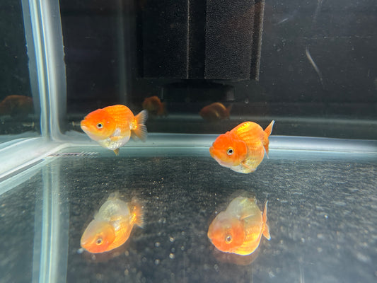 Ranchu 2.5"-3" Body 5 Months Trio BUNDLE (R1000) - OUR CHOICE