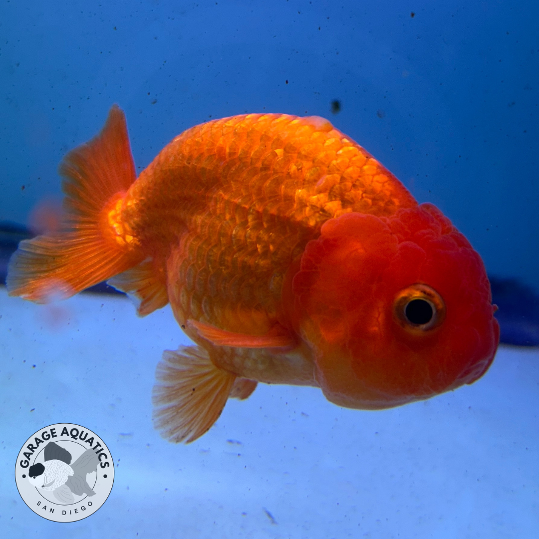Live Premium Fancy Goldfish Thai Lionchu Red 3" Body (JC-087) R1C02