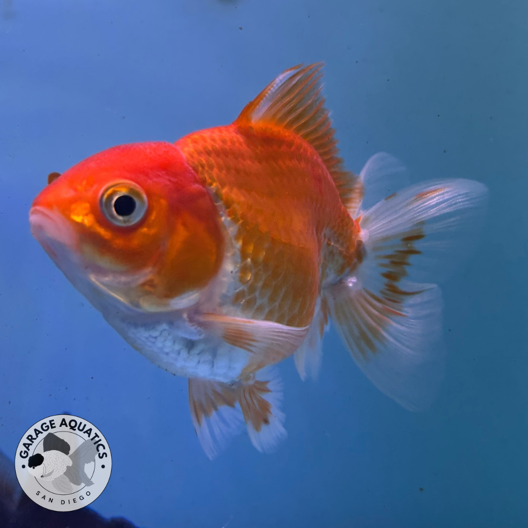 Live Premium Fancy Goldfish Thai Oranda Red & White 3" Body (JC-086) R1C01