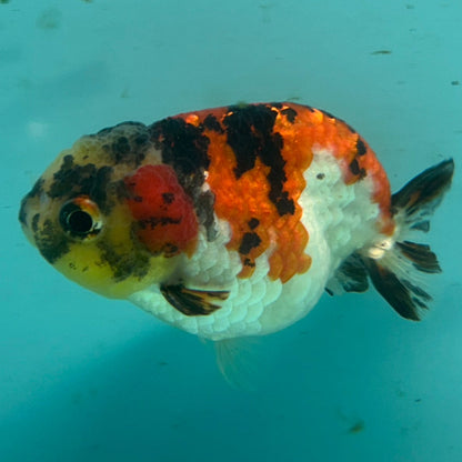 Live Premium Fancy Goldfish Thai Short Tail Lionchu Red Tiger Calico 3" Male Body (DON-007)