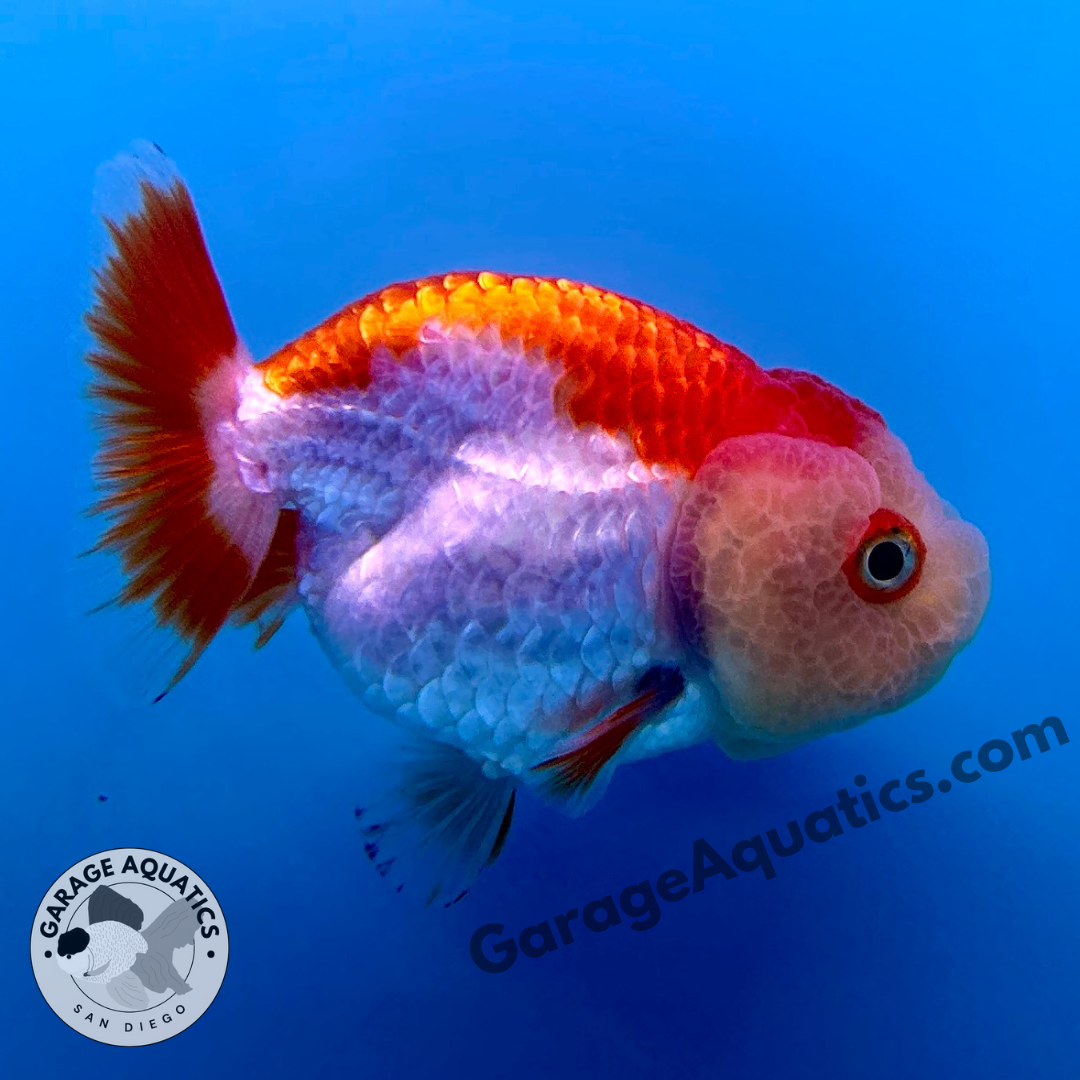 Live Premium Fancy Goldfish Thai Buffalo Ranchu Red & White 3" Body 6 Months (JC-099) R1C03