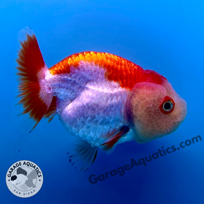 Live Premium Fancy Goldfish Thai Buffalo Ranchu Red & White 3" Body 6 Months (JC-099) R1C03