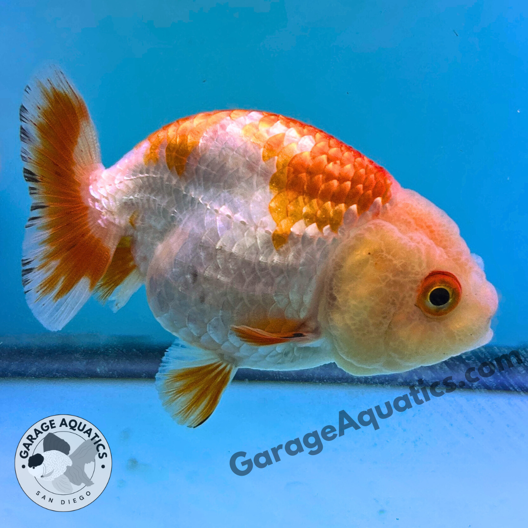 Live Premium Fancy Goldfish Thai Ranchu Red & White 3" Body 6 Months (JC-101) R1C03