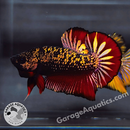 Live Male Betta Black Panther Show Grade
