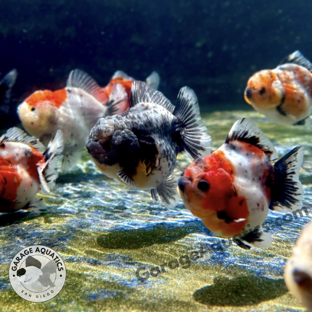 Live Premium Fancy Goldfish Thai Yuanbao Oranda 3" Body Calico Color (Our Choice)