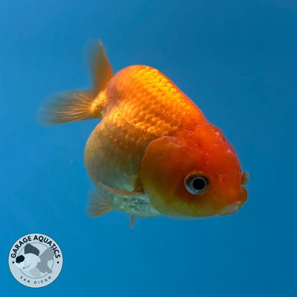 Thai Ranchu Red Male 2” Body 3 Months (JC-018)