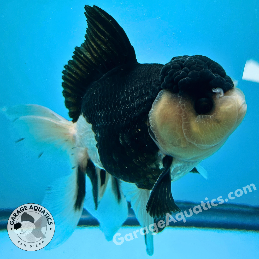 Live Premium Fancy Goldfish Thai Oranda Panda 3” body Male 7 Months (JC-110) R1C02