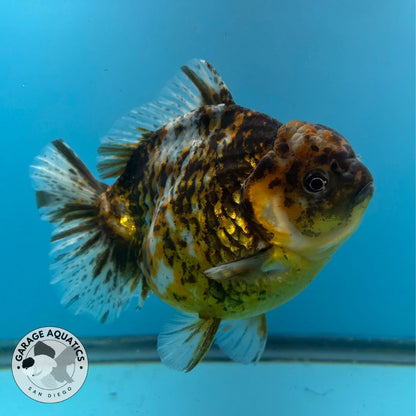 NK Thailand Thai Oranda Short Tail Tiger Calico 5” Body Male (JC-027) R1C4 (FREE 2 DAY SHIPPING)