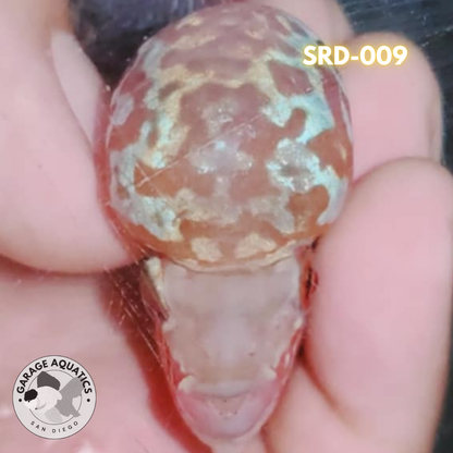 F1 Super Red Dragon Flowerhorn MALE 2" inch King Kamfa BIG KOK (SRD-009) D25-1
