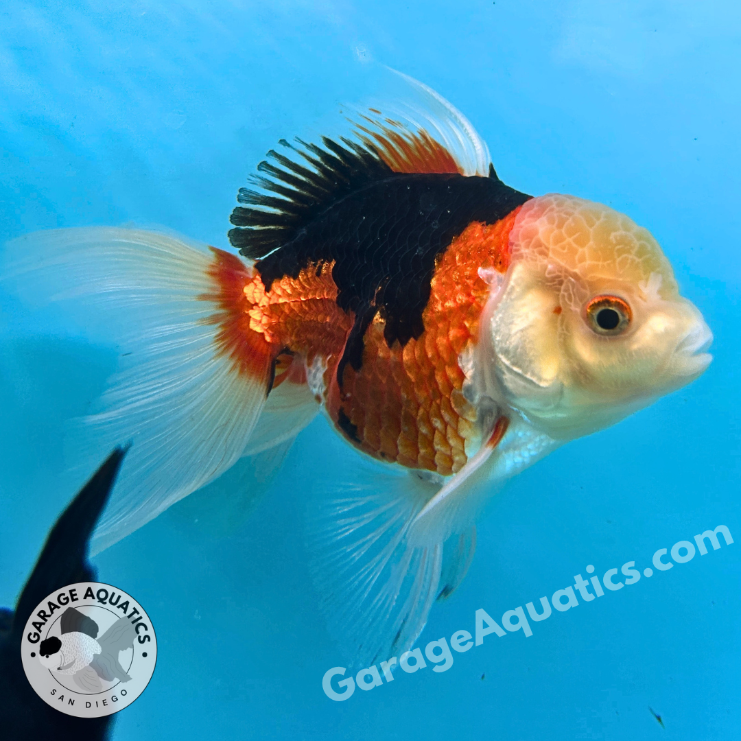 Live Premium Fancy Goldfish Thai Oranda Tri-Color 3” body Male 6 Months (JC-111) R1C03