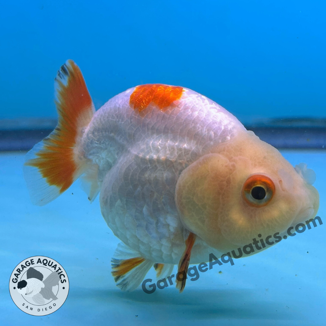 Live Premium Fancy Goldfish Thai Ranchu Red & White 3" Body 6 Months (JC-100) R1C03