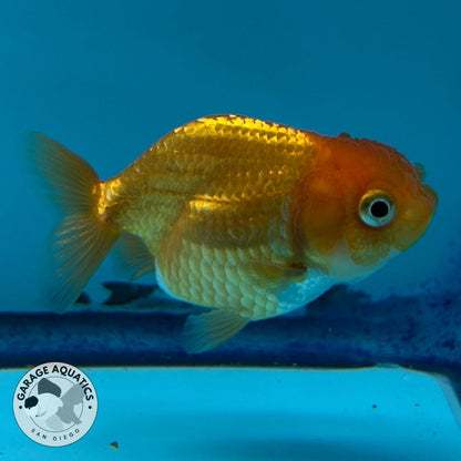 Thai Ranchu Red Male 2” Body 3 Months(JC-017)