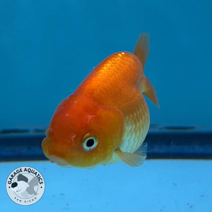 Thai Ranchu Red Male 2” Body 3 Months (JC-018)