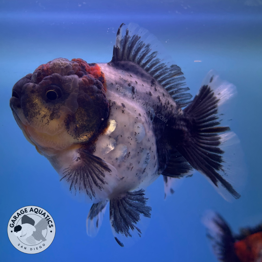 Live Premium Fancy Goldfish Thai Oranda Yuanbao Calico 3” body Female (JC-089) R1C03