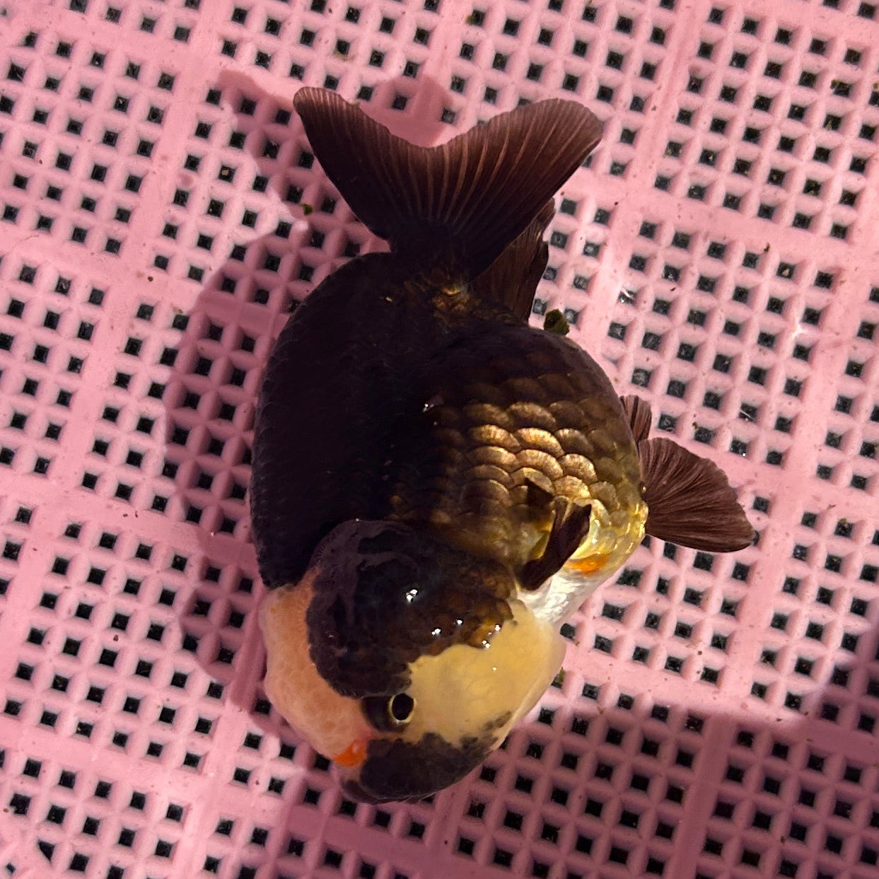 Live Premium Fancy Goldfish AA Thai Lionchu Panda 2.5” body Male 5 Months (JC-159) BlackTub#3