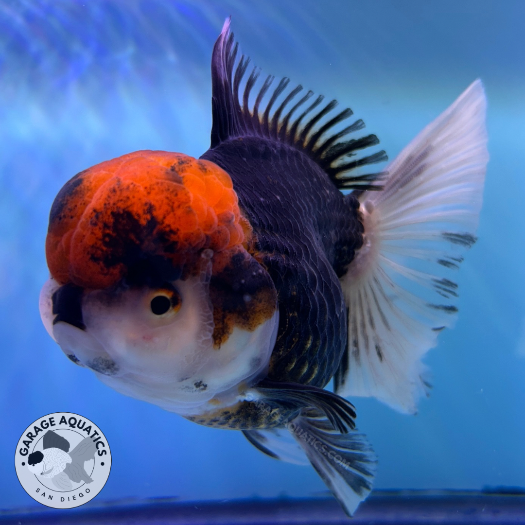 Live Premium Fancy Goldfish Thai Oranda Panda Red Cap Black Body Undertone Large Wen Orchid Tail Female 4” Body 8 Months (JC-073)