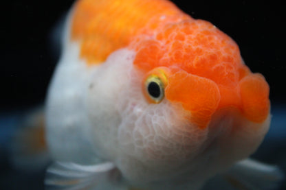 AA Grade Thai Ranchu Red & White  3.5" Body Male 7 Months (R1001)