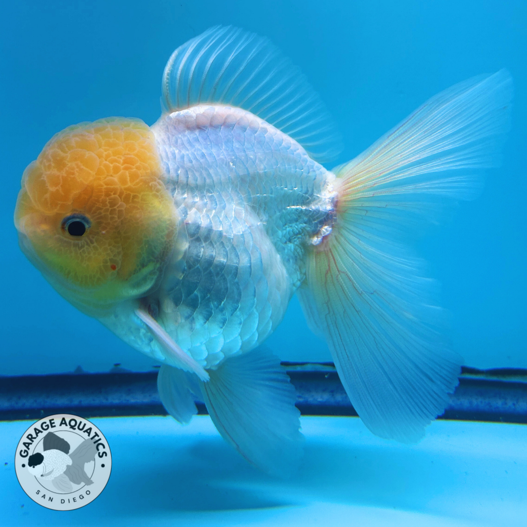 Live Premium Fancy Goldfish Thai Oranda Lemon Head White Body Large Wen Orchid Tail Male 3.5” Body 8 Months (JC-069)