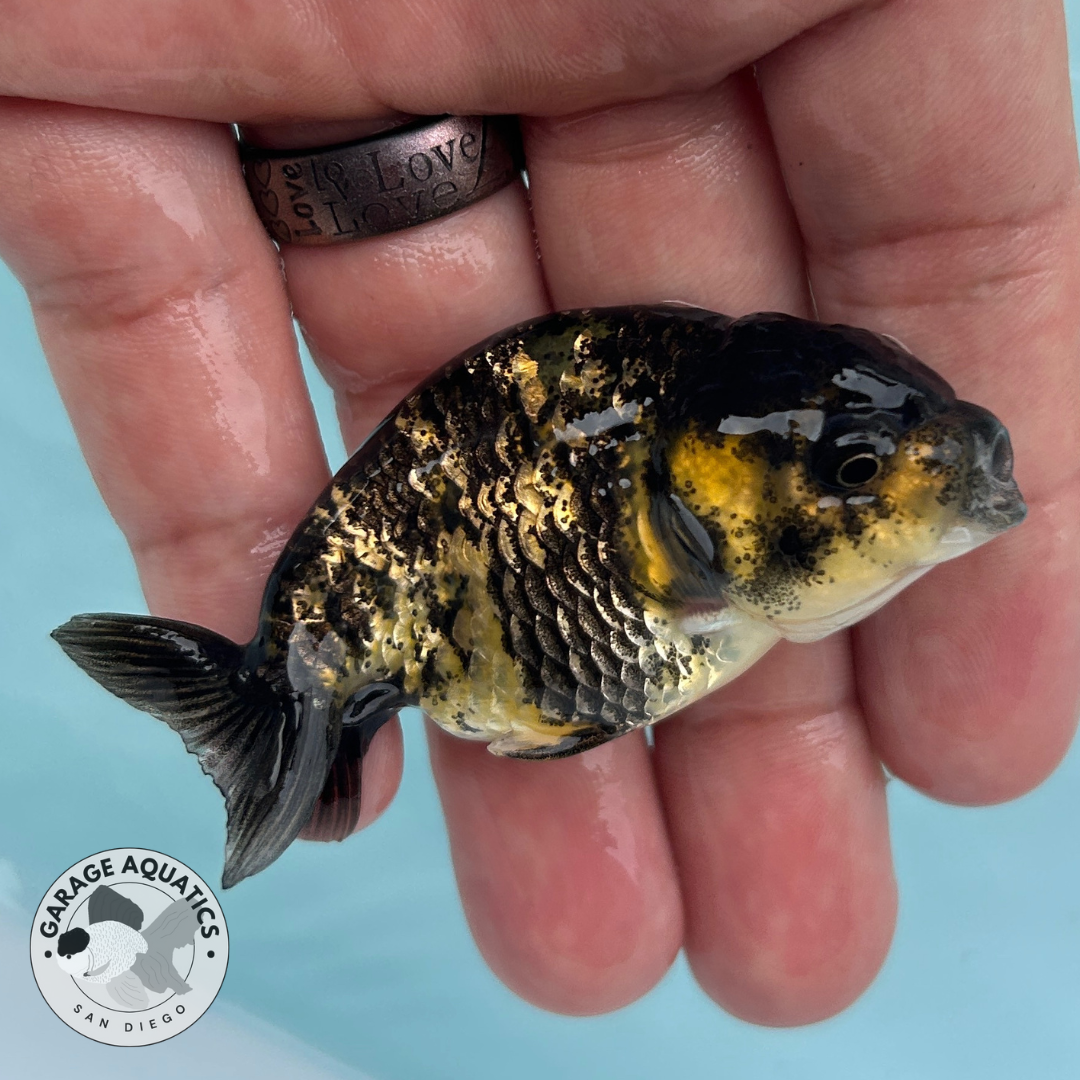 Live Premium Fancy Goldfish Thai Ranchu Yellow Tiger 2” Body (Direct From Farm)