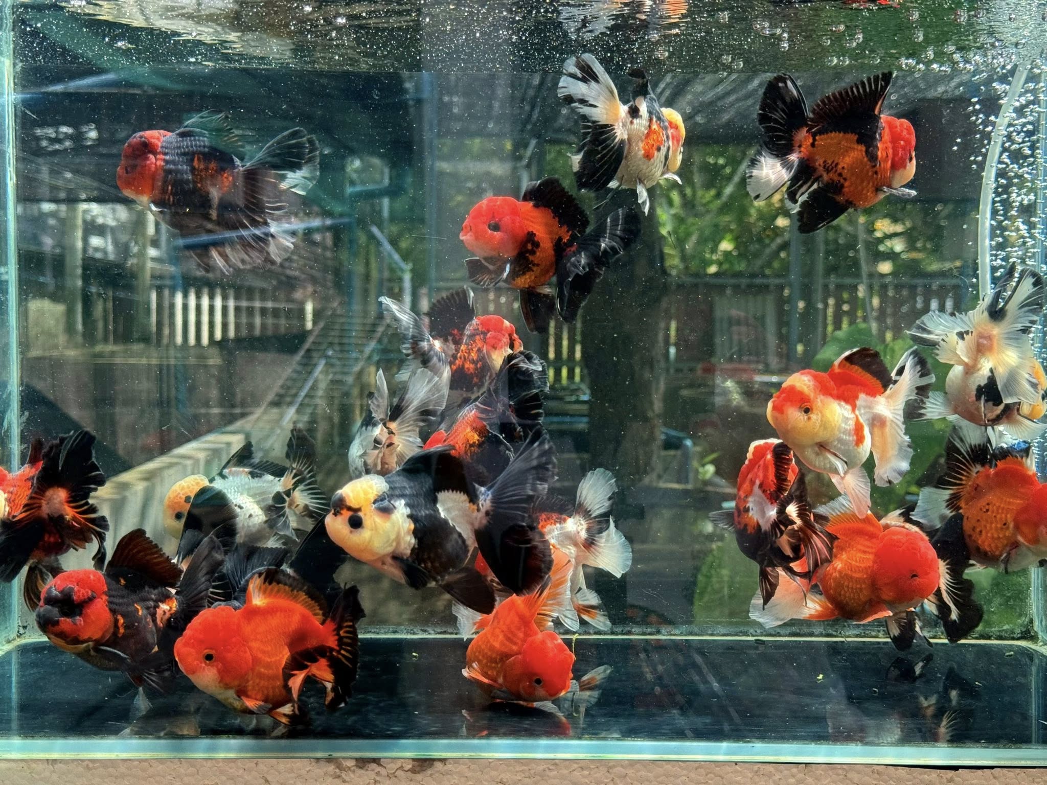 Live Premium Fancy Goldfish Thai Oranda Mix Color 2-3.5" body (Our Choice)