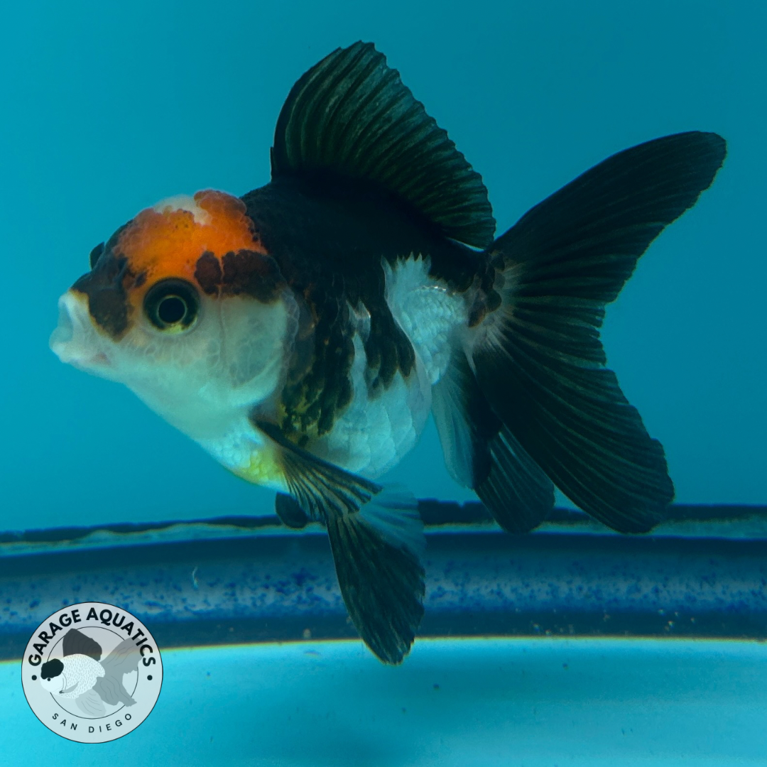 Live Premium Fancy Goldfish Thai Oranda Panda 2” body R1C03(JC-072) R1B03