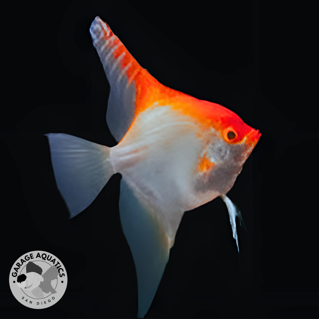 Live Fancy Fish – Albino Koi Angelfish – Rare Line-Bred Pterophyllum Scalare – Direct From Farm